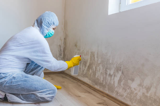 Licensed Attic Mold Remediation service in Bloomington, MD - 24 Hour Mold Removal