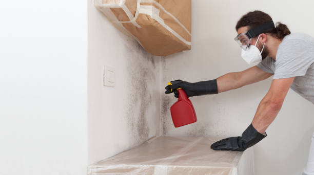 Professional Attic Mold Remediation technician working in Bloomington, MD