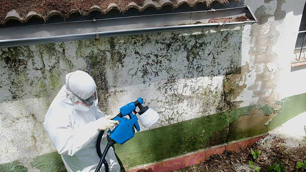 Top rated local Attic Mold Remediation specialists in Bloomington, MD